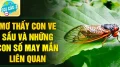 Mơ thấy con ve sầu và những con số may mắn liên quan