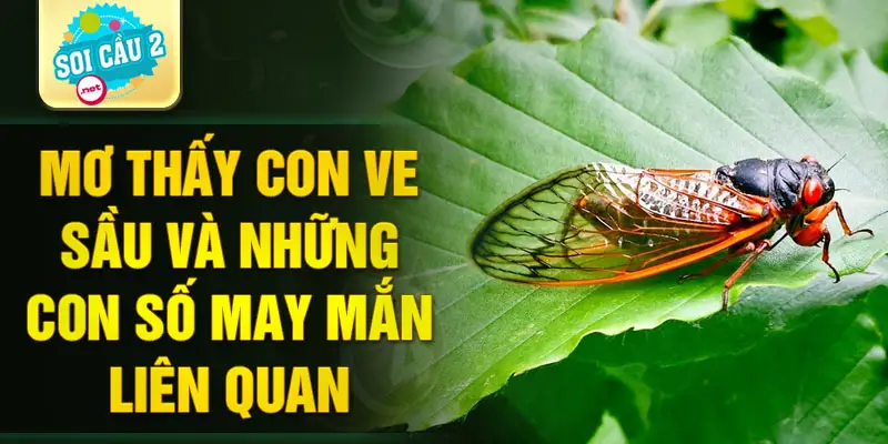 Mơ thấy con ve sầu và những con số may mắn liên quan