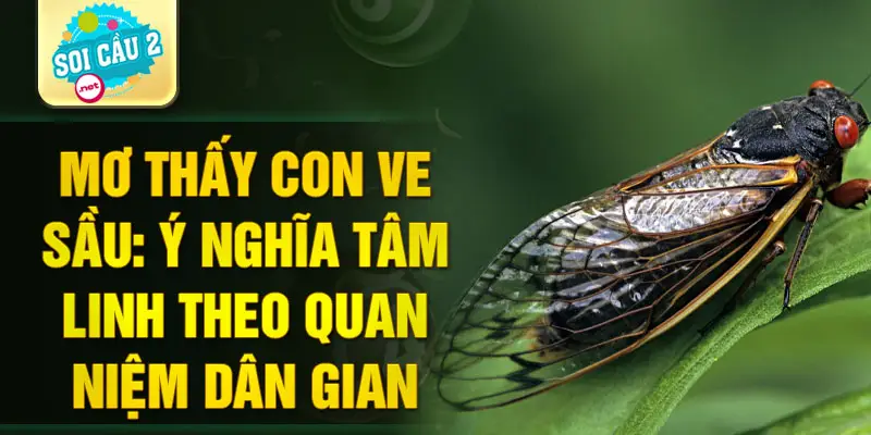 Mơ thấy con ve sầu: Ý nghĩa tâm linh theo quan niệm dân gian